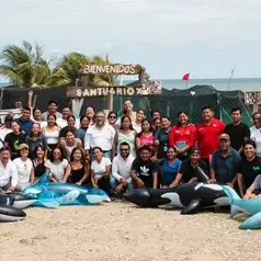 Imagen de: MÉXICO - Monitoreo comunitario de ballenas jorobadas en la costa de Oaxaca